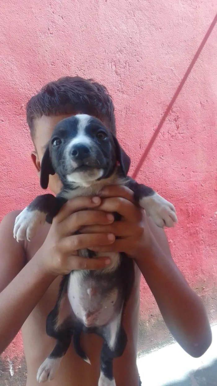 Cachorro ra a Vira lata  idade Abaixo de 2 meses nome Não tem nome ainda 