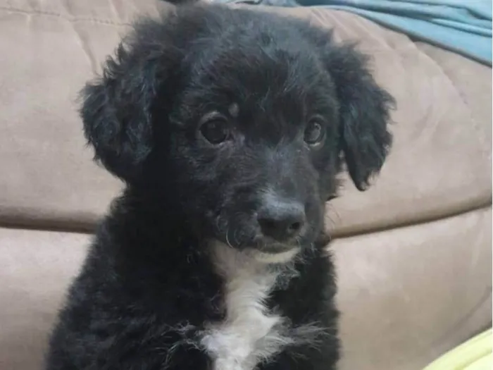 Cachorro ra a SRD-ViraLata idade 2 a 6 meses nome Lindinhos