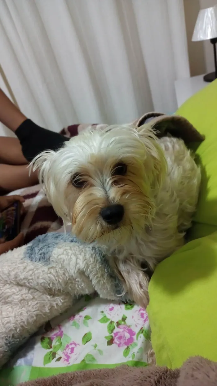 Cachorro ra a  idade 2 anos nome Lola