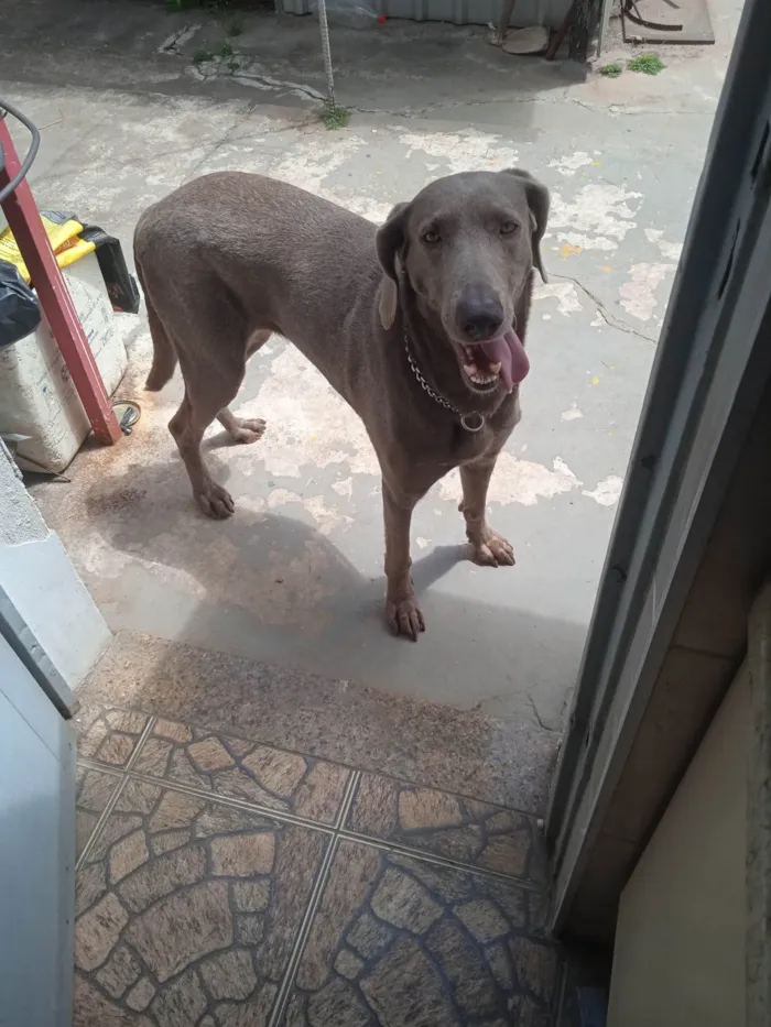 Cachorro ra a Vai Marana idade 4 anos nome Xaquira