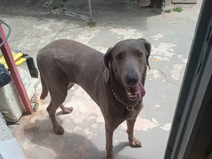 Cachorro ra a Vai Marana idade 4 anos nome Xaquira