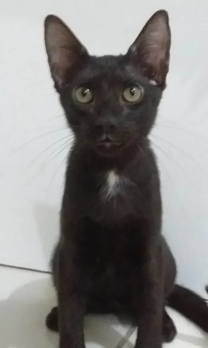 Gato ra a SRD idade 2 a 6 meses nome João Felipe 