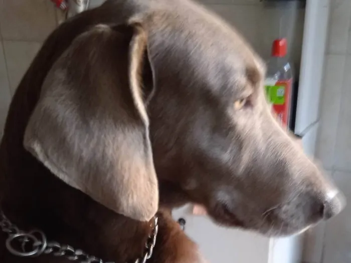Cachorro ra a Vai Marana idade 4 anos nome Xaquira