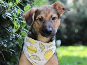 Cachorro raça  idade 2 a 6 meses nome Marlim
