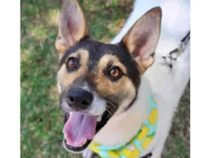 Cachorro raça  idade 2 anos nome Popeye