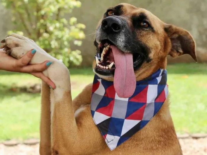 Cachorro ra a  idade 3 anos nome Melo