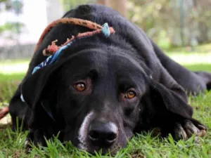 Cachorro raça  idade 2 anos nome Pipo