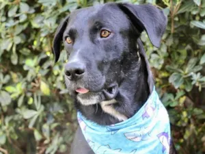 Cachorro raça  idade 2 anos nome Pantera