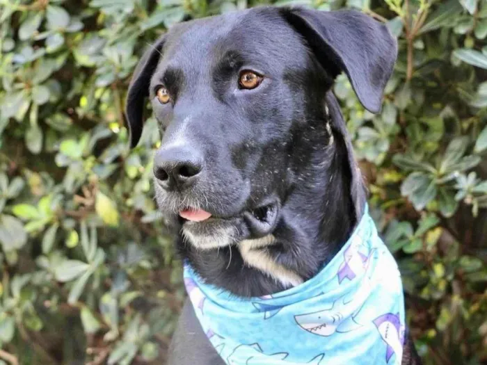 Cachorro ra a  idade 2 anos nome Pantera