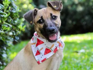 Cachorro raça  idade 2 a 6 meses nome Dory