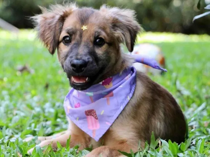 Cachorro ra a  idade 2 a 6 meses nome Xuxa 