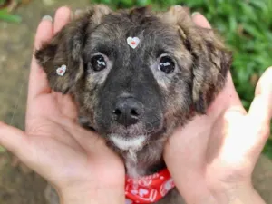 Cachorro raça  idade 2 a 6 meses nome Charlote