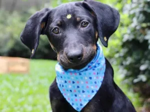 Cachorro raça  idade 2 a 6 meses nome Fruitella