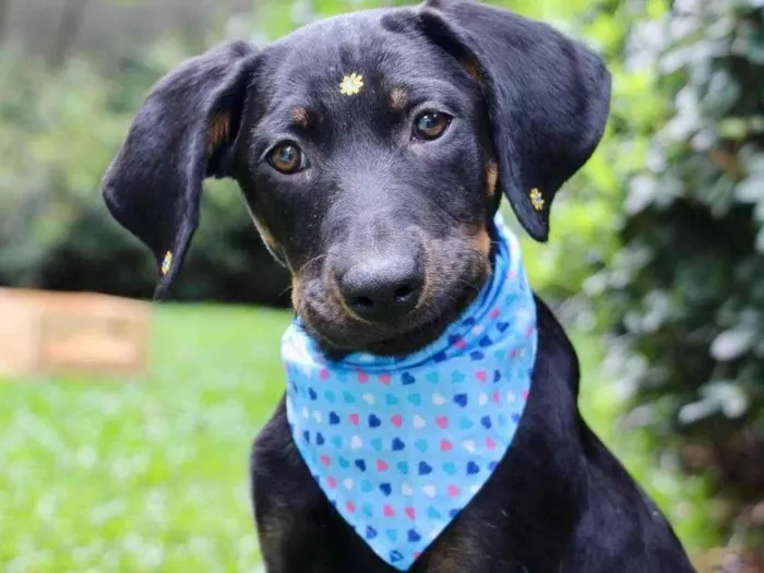 Cachorro ra a  idade 2 a 6 meses nome Fruitella