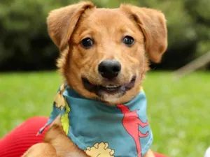 Cachorro raça  idade 2 a 6 meses nome Push