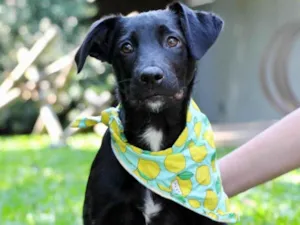 Cachorro raça  idade 2 a 6 meses nome Bruce