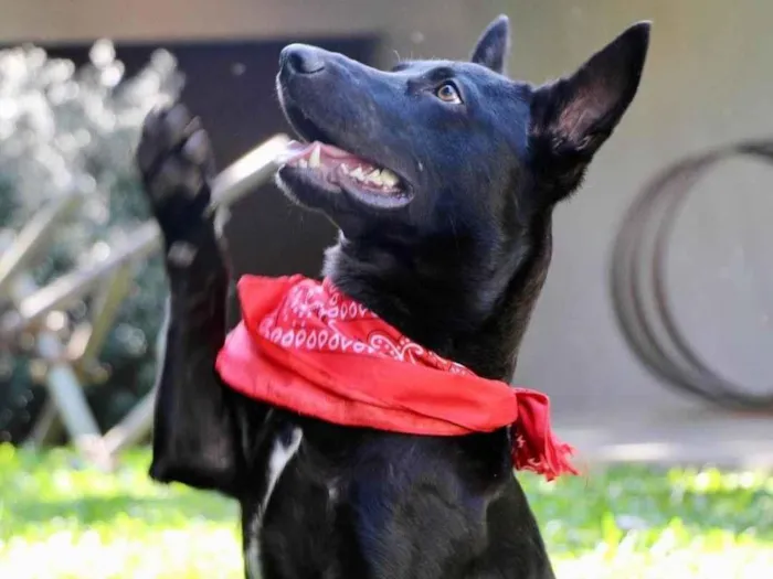 Cachorro ra a  idade 2 anos nome Lobinho
