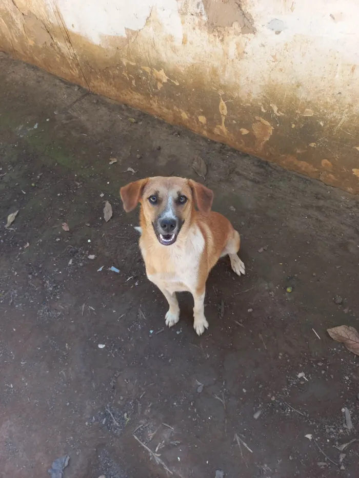 Cachorro ra a SRD-ViraLata idade  nome Princesa 