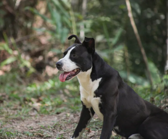 Cachorro ra a SRD-ViraLata idade 7 a 11 meses nome Rock