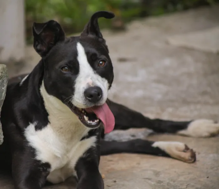 Cachorro ra a SRD-ViraLata idade 7 a 11 meses nome Rock