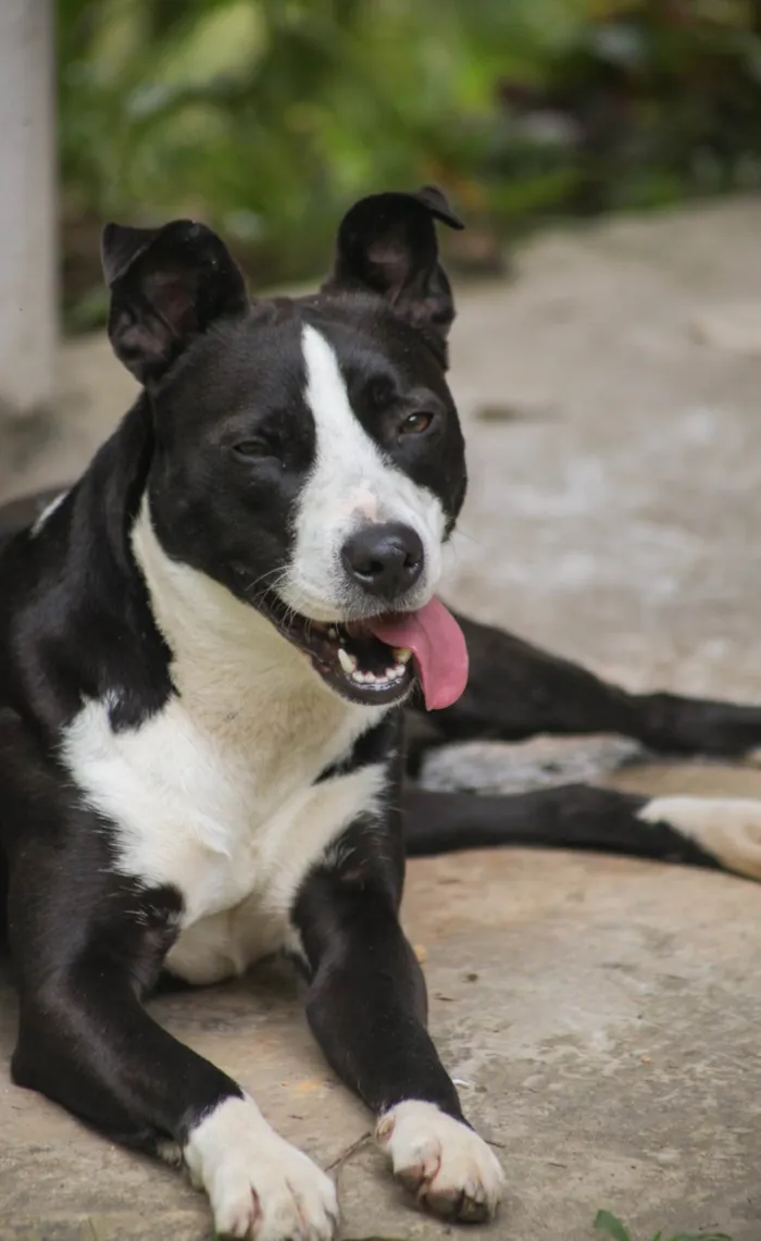 Cachorro ra a SRD-ViraLata idade 7 a 11 meses nome Rock