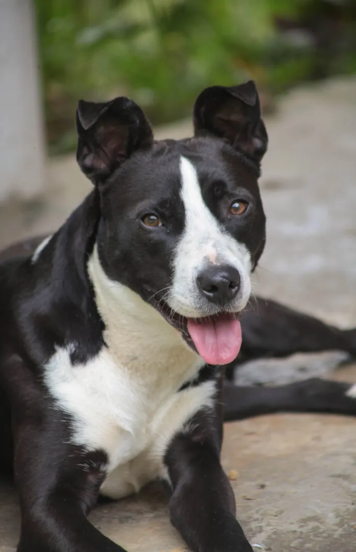 Cachorro ra a SRD-ViraLata idade 7 a 11 meses nome Rock