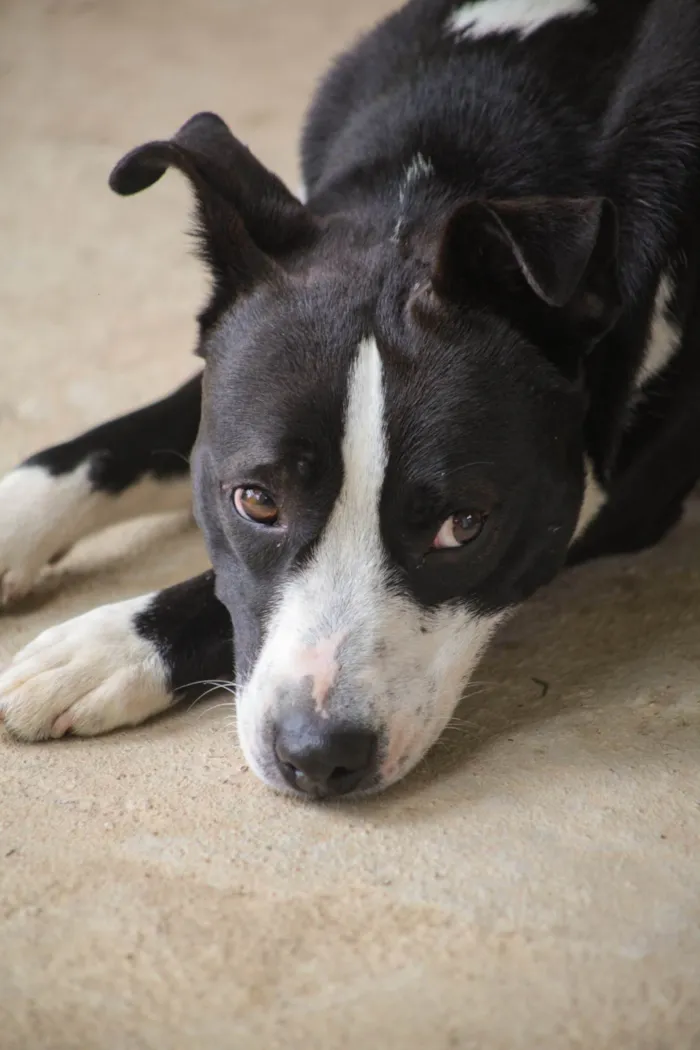 Cachorro ra a SRD-ViraLata idade 7 a 11 meses nome Rock