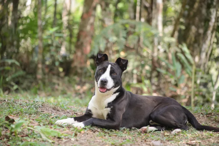 Cachorro ra a SRD-ViraLata idade 7 a 11 meses nome Rock