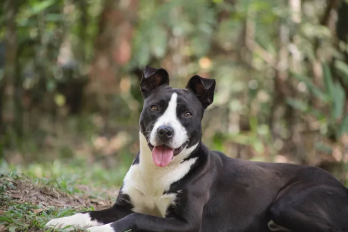 Cachorro ra a SRD-ViraLata idade 7 a 11 meses nome Rock