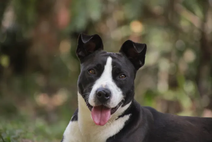 Cachorro ra a SRD-ViraLata idade 7 a 11 meses nome Rock