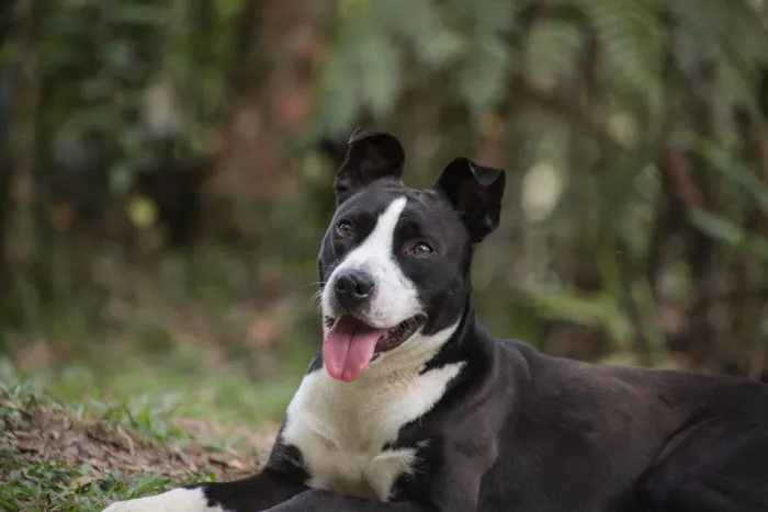 Cachorro ra a SRD-ViraLata idade 7 a 11 meses nome Rock