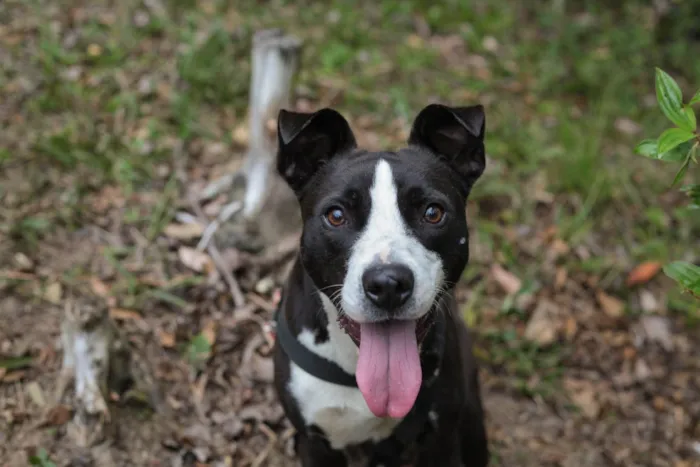 Cachorro ra a SRD-ViraLata idade 7 a 11 meses nome Rock