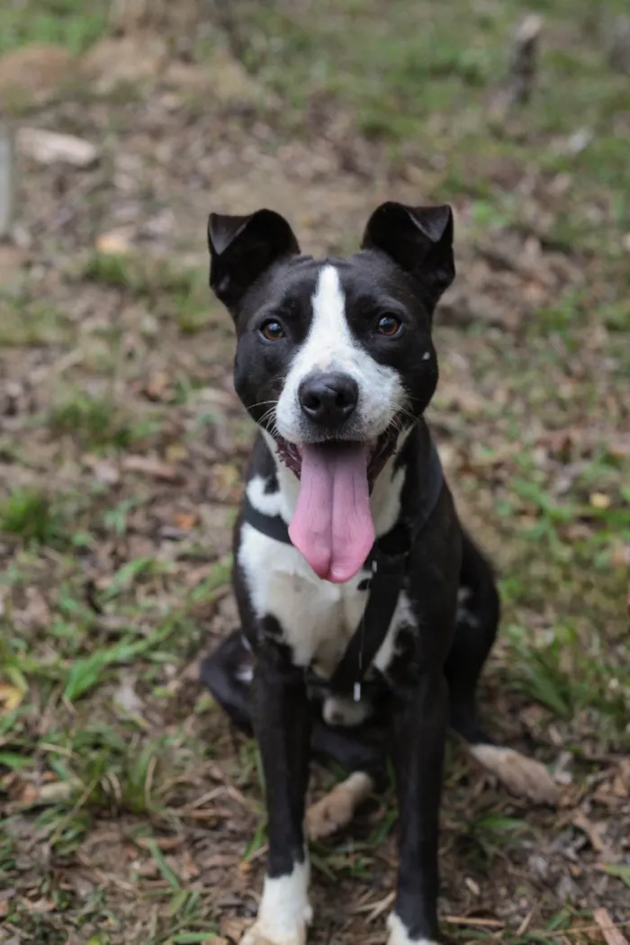 Cachorro ra a SRD-ViraLata idade 7 a 11 meses nome Rock