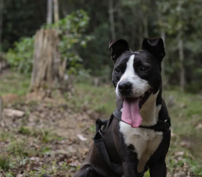 Cachorro ra a SRD-ViraLata idade 7 a 11 meses nome Rock