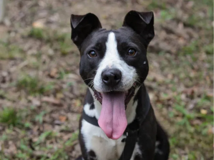 Cachorro ra a SRD-ViraLata idade 7 a 11 meses nome Rock