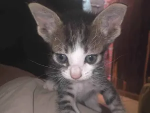 Gato raça Não sei  idade Abaixo de 2 meses nome Sem nome