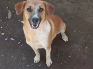 Cachorro raça SRD-ViraLata idade  nome Princesa 