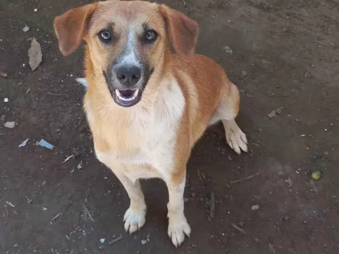 Cachorro ra a SRD-ViraLata idade  nome Princesa 