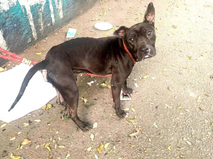 Cachorro ra a Pit-Bull idade 3 anos nome Choco