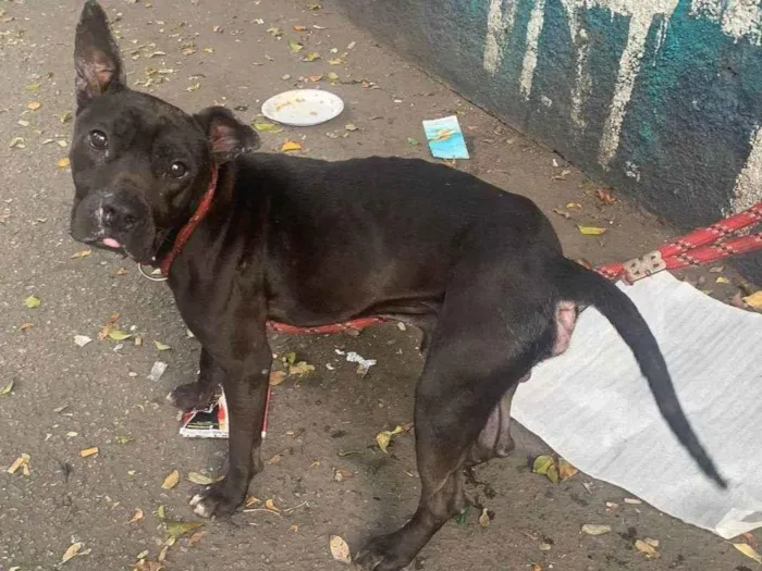 Cachorro ra a Pit-Bull idade 3 anos nome Choco