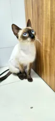 Gatinha
