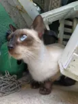 Gatinha