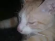 Amarelinho