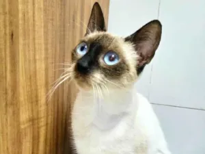 Gato raça Srd idade 1 ano nome Gatinha 