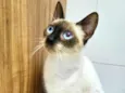 Gatinha