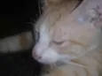 Amarelinho