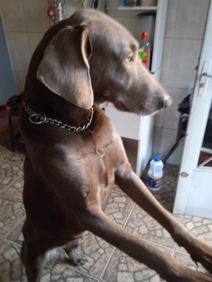 Cachorro ra a Weimaraner idade  nome Xaquira