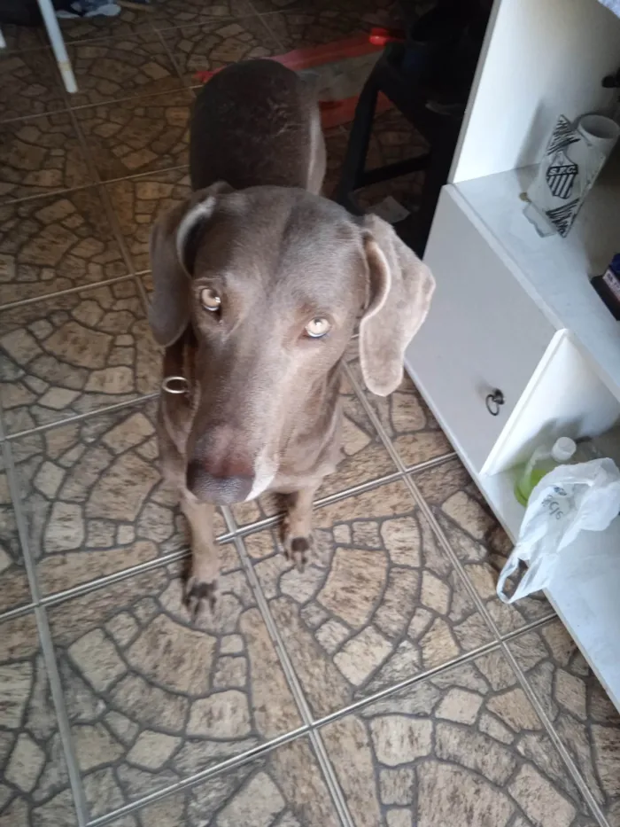 Cachorro ra a Weimaraner idade  nome Xaquira