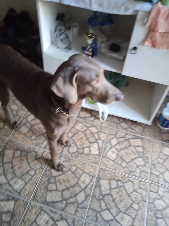 Cachorro ra a Weimaraner idade  nome Xaquira