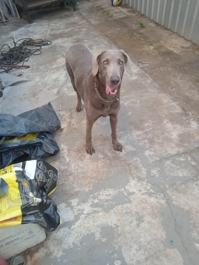 Cachorro ra a Weimaraner idade  nome Xaquira